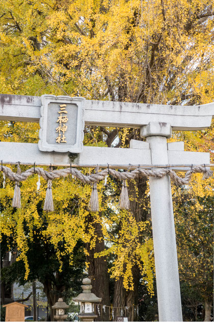 京都伏見紅葉イチョウの穴場三栖神社