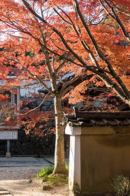 京都京田辺 一休寺の紅葉