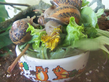 Weinbergschnecke
