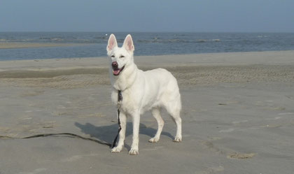 Inka end of 2011 holidays nordsee (more than 10years old)