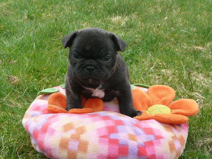 Fred
