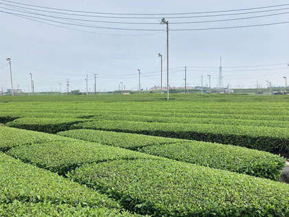 green tea fields in Shizuoka