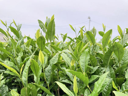 green tea fields in Shizuoka