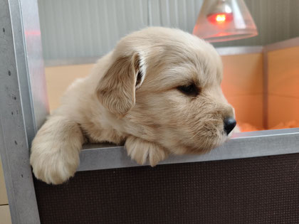 Cucciola di Golden Retriever in Piemonte, disponibili cuccioli.