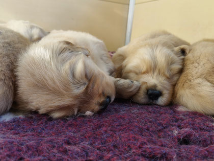 Cucciolata di Golden Retriever in Piemonte, disponibili cuccioli.