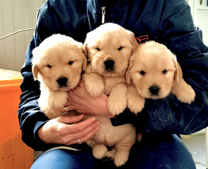Cuccioli di golden retriever in nord italia, Liguria , Lombardia, Valle d'aosta