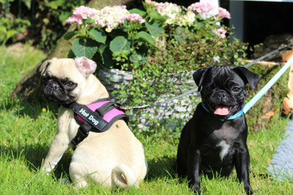 Happy Pugs Mopszucht Mops Züchter Mops altdeutsch