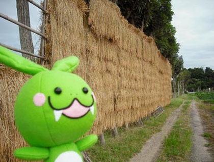 夏井のはさ木05