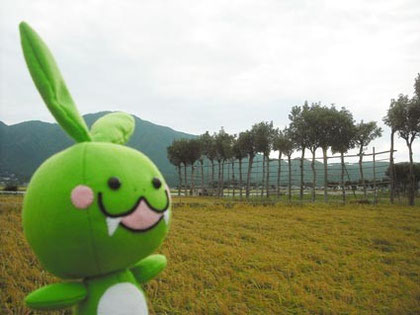 夏井のはさ木02
