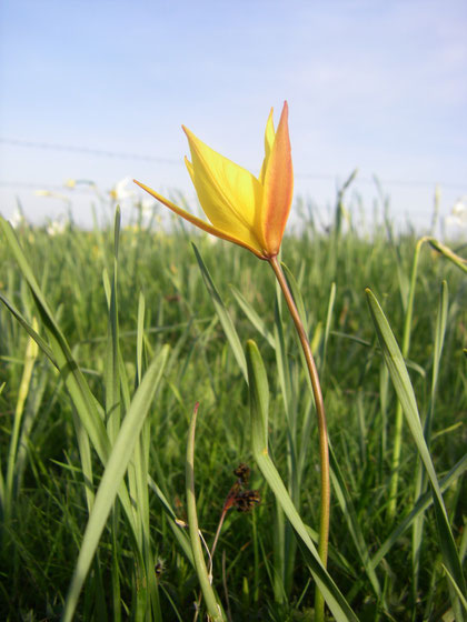 Une tulipe de Celse, peu commune apparemment.