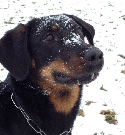 Mmh Schnee!! Dezember 2012