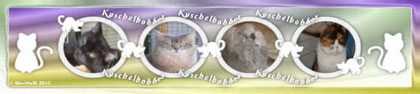 Meine Katzenseite www.kuschelbobbes.jimdo.com