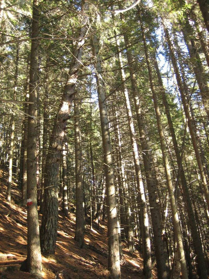 Aufstieg durch den Wald