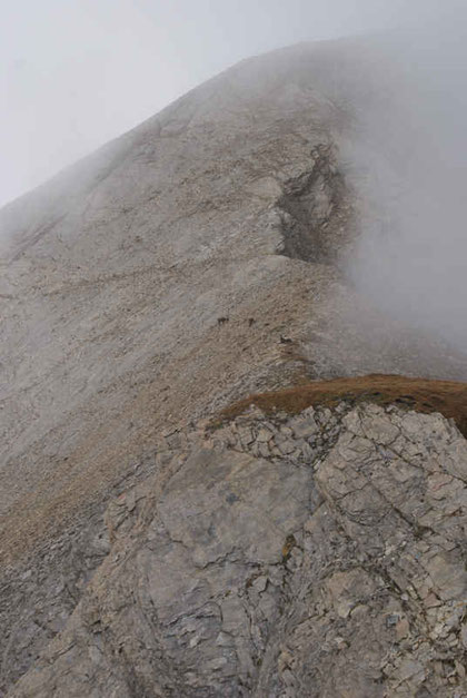 Oberhalb der Pfortscharte lagern ein paar Steinböcke