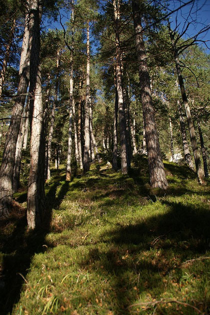 Beim steilen Aufstieg durch den herrlichen Föhrenwald