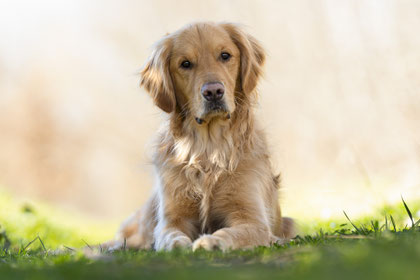 Photographe canin pas cher portrait sur toulouse et lyon prestation photo
