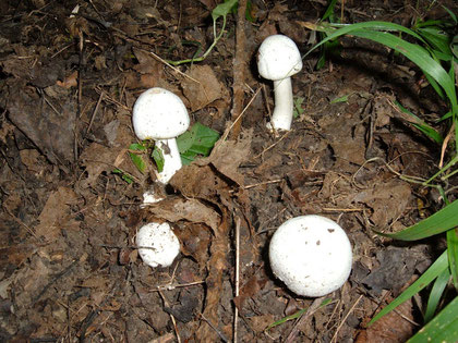 Karbolegerling  Agaricus xanthoderma   Giftig