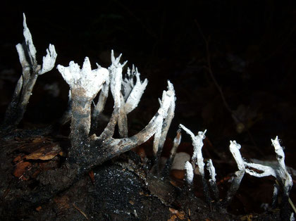 Geweihförmige Holzkeule Xylaria hypoxylon   ..wächst jetzt an Stümpfen und Ästen,häufig