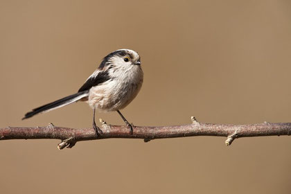 Schwanzmeise (Aegithalos caudatus) / Long-tailed Tit