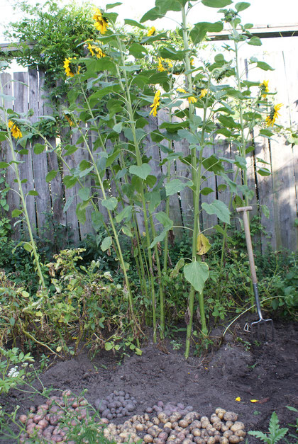 Die Sonnenblumen sind wild aufgegangen und schaden den Erdäpfeln nicht