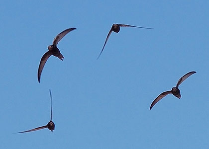 By Keta (Detail of Apus_apus_flock_flying.jpg) [CC-BY-SA-3.0 (http://creativecommons.org/licenses/by-sa/3.0)], via Wikimedia Commons