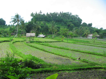 Ricefields of Ababi