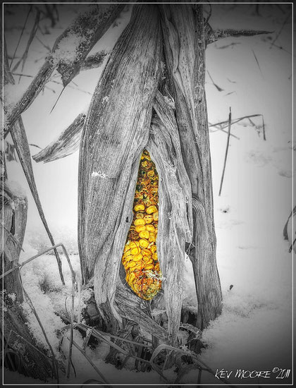Corn on the cob