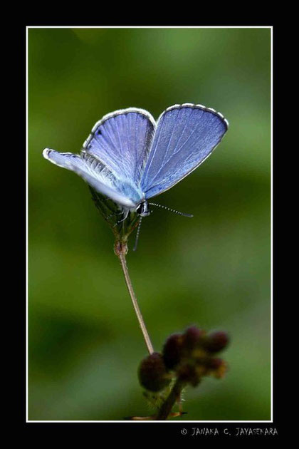 Natur Sri Lanka