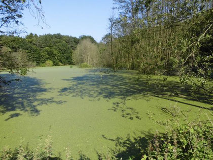 Teich mit Wasserlinsen