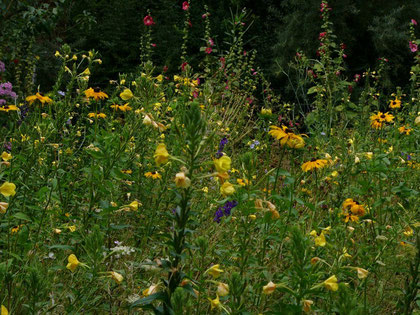 Wildblumenwiese