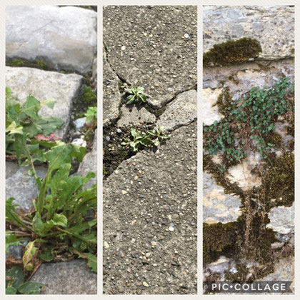Natur im Siedlungsraum