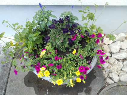 Pflanzen Frühling