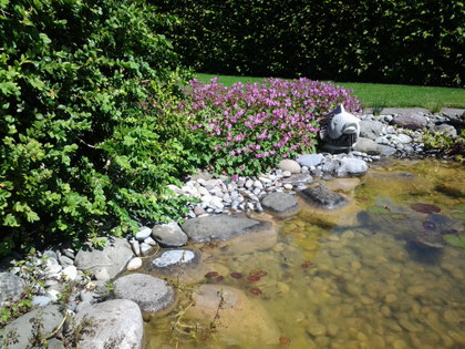 Pflanzen Sommer