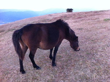 都井岬の野生の馬