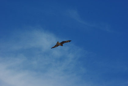 会場の青空を鳶が舞っていた　