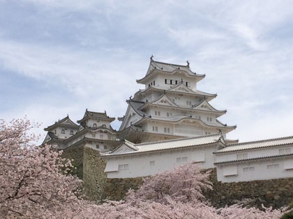 白鷺城と桜で雪景色のよう