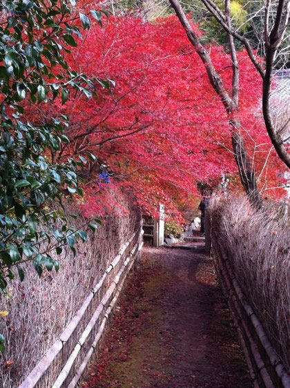 直指庵の竹垣の小道