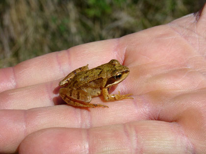 Grenouille rousse