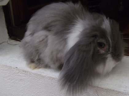 Saphir, bélier angora chinchilla liste blanche qui nous à quitter en avril 2012, repose en paix mon beau.