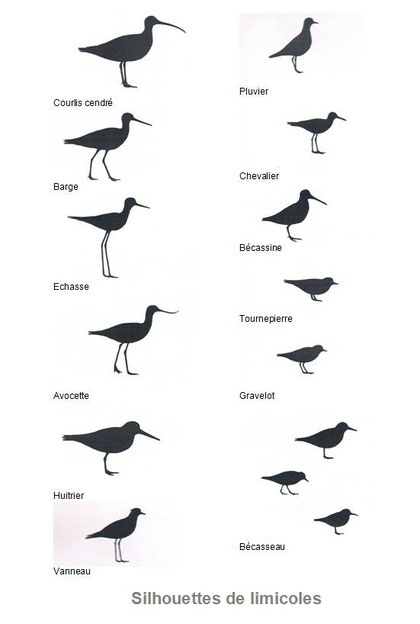 Les Limicoles sont des oiseaux parfois difficile à reconnaitre ou a identifier sur le Terrain