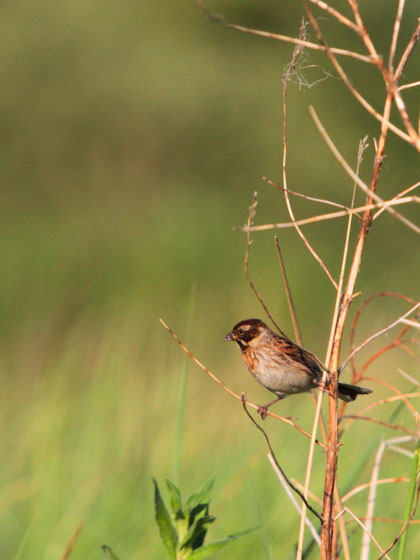 Bruant des roseaux Emberiza schoeniclus