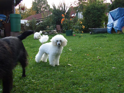 Brutus vom Bungsbergtal