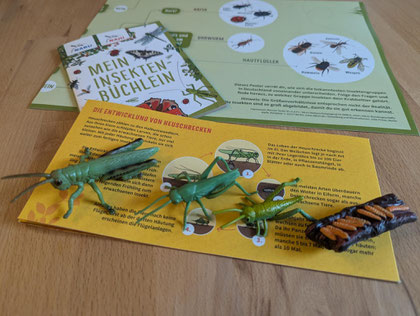 Insektennetwicklung erklärt mit Modellen (Foto: Nabu Hilden)