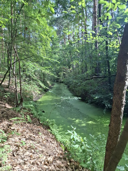 Glasowbach