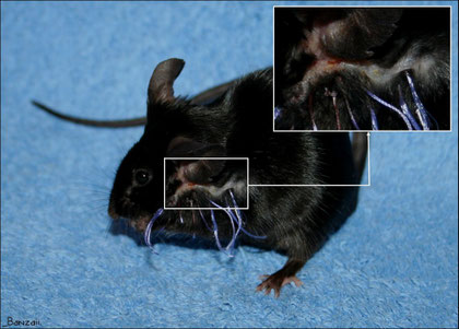 Après ablation