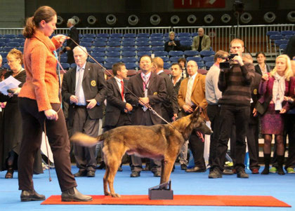Ray-Ban "Planque de Bronze de la FCI" lors du Champion of Champions 2011 à Bruxelles