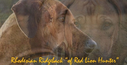 Hier gehts zu einer wunderbaren Hunderasse und der HP unserer Züchterfreundin Ilona !Rhodesian Ridgeback-Zucht mit Verstand und Liebe!