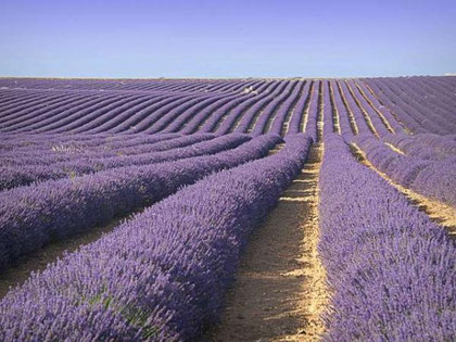 Le plateau de Valensole.