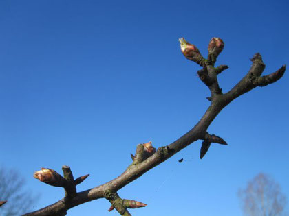 Knospen am Apfelbaum (oder war's der Birnbaum?)