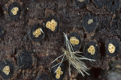 Massaria inquinans von Nectria decora parasitiert
